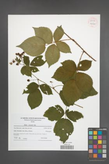 Rubus nessensis [KOR 54081]