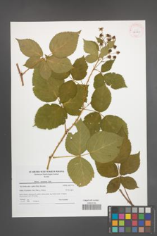 Rubus nessensis [KOR 42060]