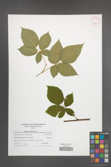 Rubus nessensis [KOR 42197]