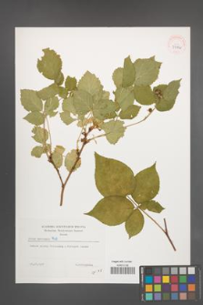 Rubus nessensis [KOR 39126]