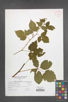 Rubus nessensis [KOR 42360]