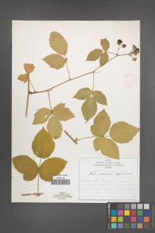 Rubus nemorosus [KOR 52035]