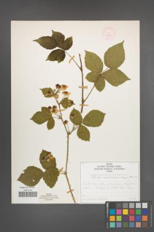 Rubus nemorosus [KOR 52028]