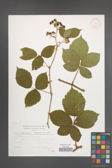 Rubus nemorosus [KOR 29499]