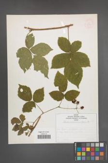 Rubus nemorosus [KOR 52038]