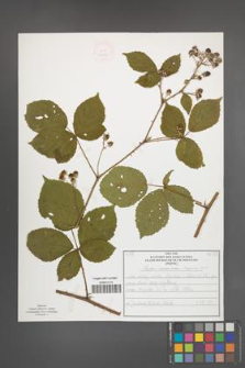 Rubus nemorosus [KOR 52037]