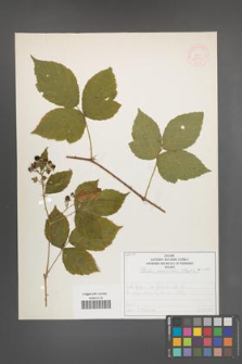 Rubus nemorosus [KOR 52031]