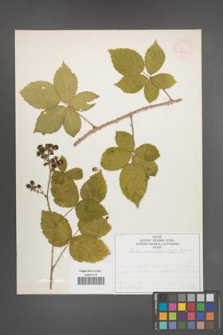 Rubus nemorosus [KOR 52032]