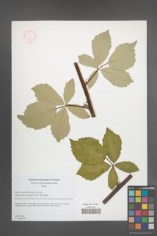 Rubus montanus [KOR 51763]