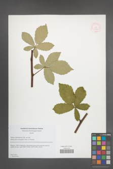 Rubus montanus [KOR 51762]