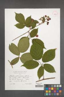 Rubus ostroviensis [KOR 41289]