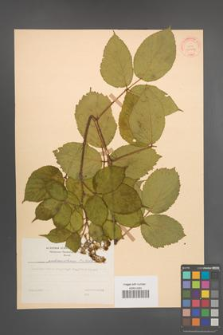 Rubus pedemontanus [KOR 30694]