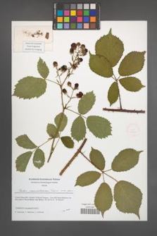 Rubus parasenticosus [KOR 51626]