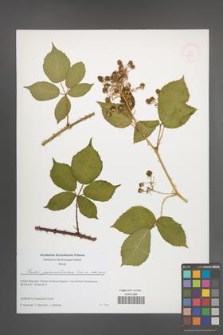 Rubus parasenticosus [KOR 51614]