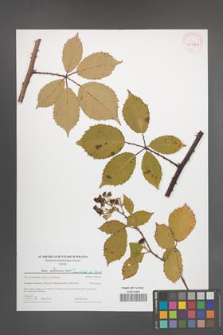 Rubus parthenocissus [KOR 43979]