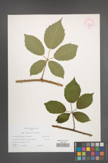 Rubus parthenocissus [KOR 44314]