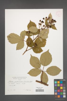 Rubus parthenocissus [KOR 52600]