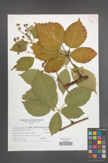 Rubus parthenocissus [KOR 41490]