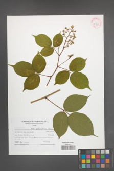 Rubus pedemontanus [KOR 42128]