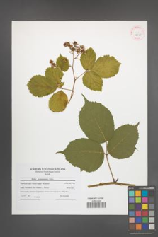 Rubus pedemontanus [KOR 42068]