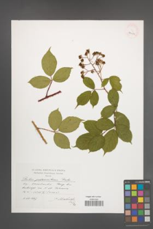 Rubus pedemontanus [KOR 39152]