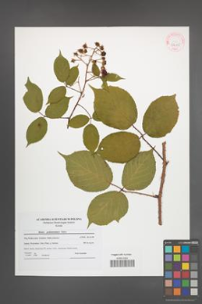 Rubus pedemontanus [KOR 42115]