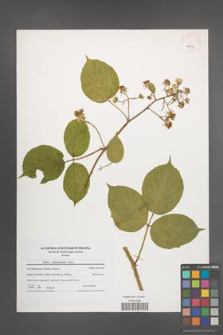 Rubus pedemontanus [KOR 41213]