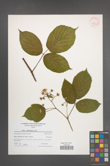 Rubus pedemontanus [KOR 40637]