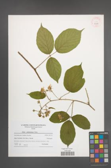 Rubus pedemontanus [KOR 40638]