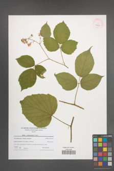 Rubus pedemontanus [KOR 40639]