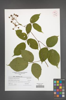 Rubus pedemontanus [KOR 54113]