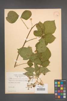 Rubus marssonianus [KOR 8718A]