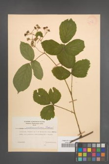 Rubus pedemontanus [KOR 28024]