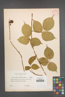 Rubus pedemontanus [KOR 6066]