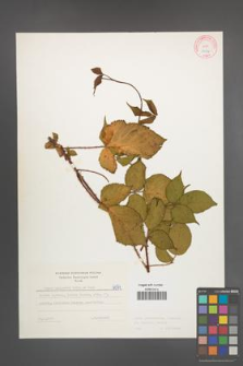 Rubus pedemontanus [KOR 6074]
