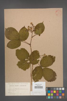 Rubus pedemontanus [KOR 443]