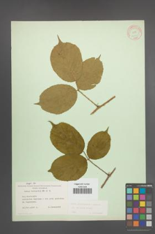Rubus pedemontanus [KOR 10551]