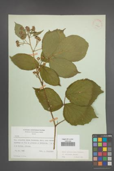 Rubus pedemontanus [KOR 22902]