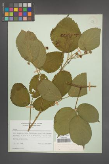 Rubus pedemontanus [KOR 22903]