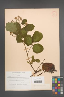 Rubus pedemontanus [KOR 22904]