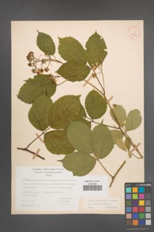 Rubus pedemontanus [KOR 22895]