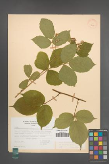 Rubus pedemontanus [KOR 22887]