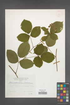 Rubus pedemontanus [KOR 24825]