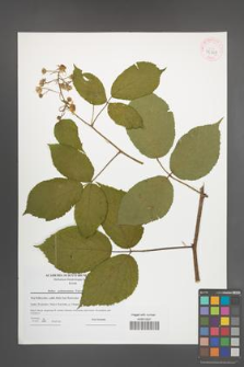 Rubus pedemontanus [KOR 42367]