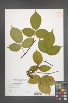Rubus pedemontanus [KOR 38923]