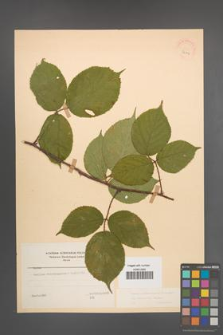 Rubus pedemontanus [KOR 22907]