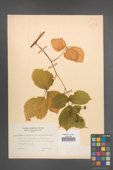 Rubus pedemontanus [KOR 22910]