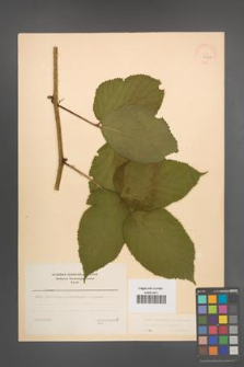Rubus pedemontanus [KOR 22917]