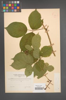 Rubus pedemontanus [KOR 22919]