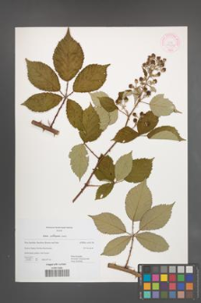 Rubus pericrispatus [KOR 44476]
